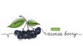 Bunch of chokeberry, aronia berry. Vector color illustration, doodle, sketch for label design. One continuous line art
