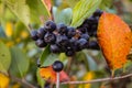 A bunch of chokeberry berries on a branch. With a leaf around the berries