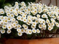 Bunch of clasical daisies at springtime