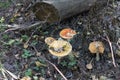 Bunch of the closely growing old fly agarics with yellow and ora
