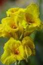 A bunch of macro closeup yellow canna lily flower Royalty Free Stock Photo