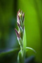 A Bunch of closeup canna lily flower buds Royalty Free Stock Photo