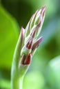 A Bunch of closeup red canna lily flower Royalty Free Stock Photo