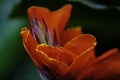 A Bunch of closeup red canna lily flower in blossom Royalty Free Stock Photo