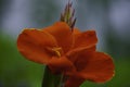 A Bunch of closeup red canna lily flower in blossom Royalty Free Stock Photo