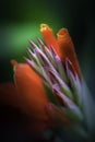 A Bunch of closeup red canna lily flower Royalty Free Stock Photo