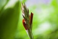 A bunch of closeup red canna lily flower Royalty Free Stock Photo