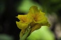 A bunch of closeup yellow canna lily flower Royalty Free Stock Photo