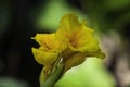 A bunch of closeup yellow canna lily flower Royalty Free Stock Photo