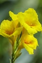 A Bunch of closeup yellow canna lily flower in blossom Royalty Free Stock Photo