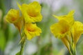 Bunch of closeup yellow canna lily flower in blossom Royalty Free Stock Photo