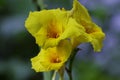 A bunch of closeup yellow canna lily flower