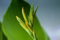 A bunch of closeup yellow canna lily flower Royalty Free Stock Photo