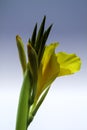 A bunch of closeup yellow canna lily flower Royalty Free Stock Photo