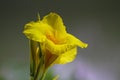 A bunch of closeup yellow canna lily flower Royalty Free Stock Photo