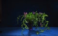 A bunch of clover and wild vetch in small glass vase on dark background