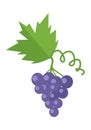 Bunch or Cluster of Red Grapes. Blue Grape