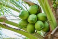 Bunch coconut on coconut tree