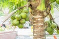 Bunch coconut on coconut tree