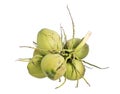 Bunch coconut fruit, Isolated on white background