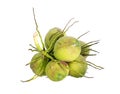 Bunch coconut fruit, Isolated on white background