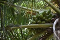 Bunch of coconuts growing from coconut tree