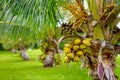 A bunch of coconuts ripening on a dwarf coconut tree on the Big Island of Hawaii