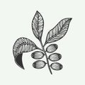 Bunch of coffee leaf beans. Vintage retro illustration in woodcut style. Can be used for logo, emblem, badge, poster or label.