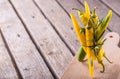 Bunch of color chili peppers with rosemary sprig