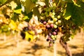 Bunch of colored grapes hanging on vineyard Royalty Free Stock Photo