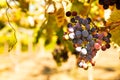 Bunch of colored grapes hanging on vineyard Royalty Free Stock Photo
