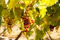 Bunch of colored grapes hanging on vineyard Royalty Free Stock Photo