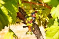 Bunch of colored grapes hanging on vineyard Royalty Free Stock Photo
