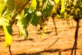 Bunch of colored grapes hanging on vineyard Royalty Free Stock Photo