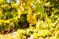Bunch of colored grapes hanging on vineyard Royalty Free Stock Photo