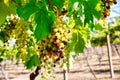 Bunch of colored grapes hanging on vineyard Royalty Free Stock Photo