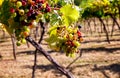 Bunch of colored grapes hanging on vineyard Royalty Free Stock Photo