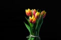 Bunch of colored tulip flowers over black background Royalty Free Stock Photo