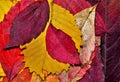 Bunch of colorful autumn leaves - perfect for background Royalty Free Stock Photo