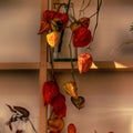 Bunch of colorful dried Groundcherries & x28;Physalis& x29; hanging