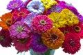 Bunch of colorful flowers of zinnia on white background - close up