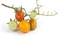 Bunch of 5 colorful fresh tomatoes Royalty Free Stock Photo