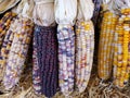 A bunch of colorful Indian corn for Fall decoration Royalty Free Stock Photo