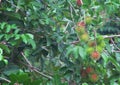 Bunch of colorful organic rambutan fruit or nephelium lappaceum hanging on nature tree background