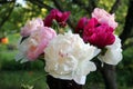 Bunch of colorful peonies in the setting sun