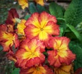 Bunch of colorful primrose flower plant