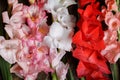 Bunch of colorful rose, white and red gladiolus flowers Royalty Free Stock Photo