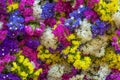 A bunch of colorful Statice or Caspia flower