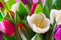 Bunch of colorful tulip flowers on violet background.