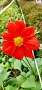 Bunch of colorfull flowers, Zinnia cultivated for their variously and brightly colored flower heads.